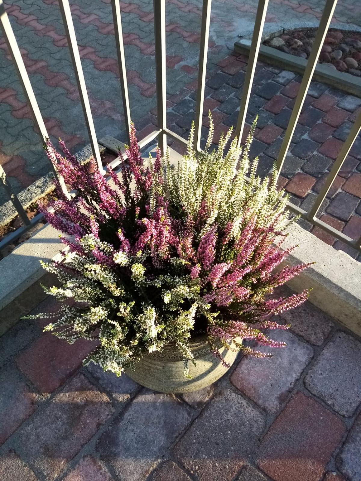 Birgittagarden - Gaesthem - Birgittasystrarna Bed & Breakfast Falun Luaran gambar